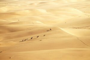 Big deer walking on sandstorm