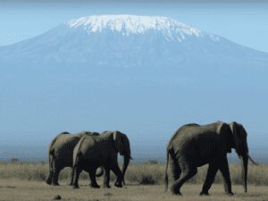 Elephants and Kili