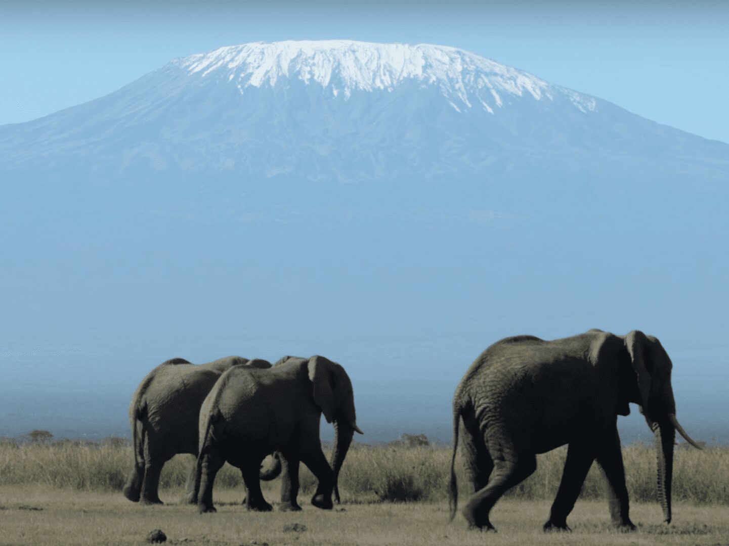 Elephants and Kili