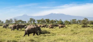 Angama-Amboseli-ICONIC-SCENES-1-1920x866.jpg.webp