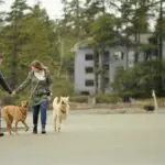 Dogs and Couple Chesterman Beach Christopher Pouget