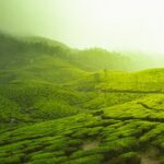 Tea-plantations