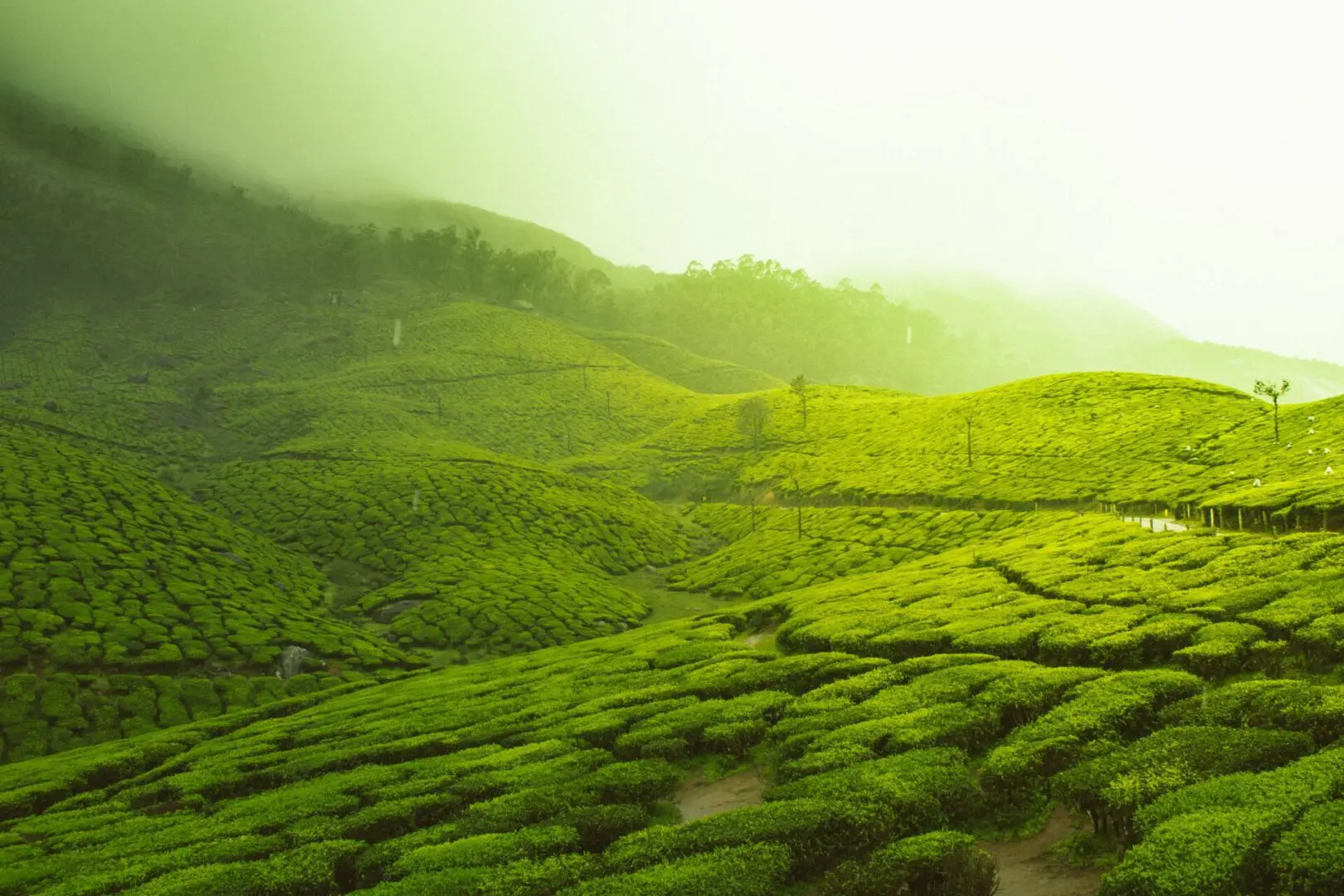 Tea-plantations