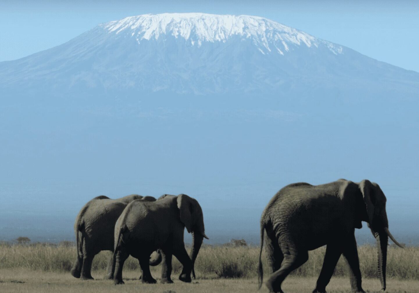 Elephants and Kili